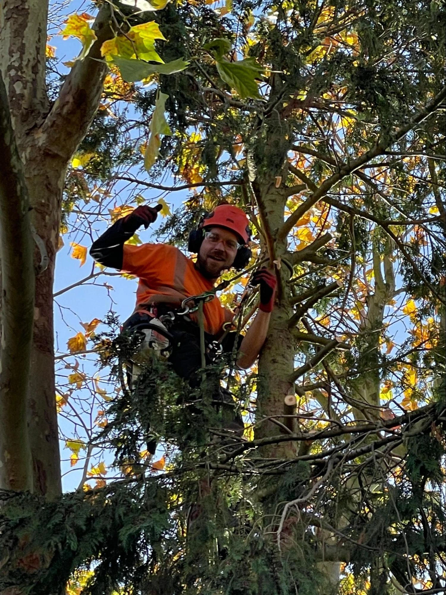 Sawbridgeworth Tree Care Experts